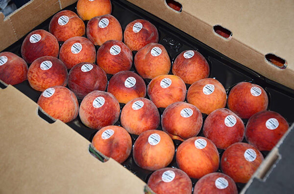 peaches shipping pic 26