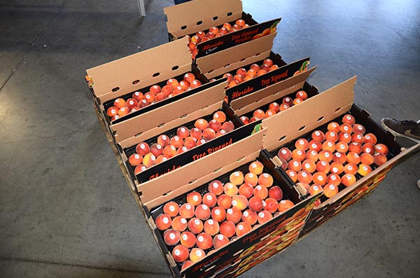 peaches-shipping pic